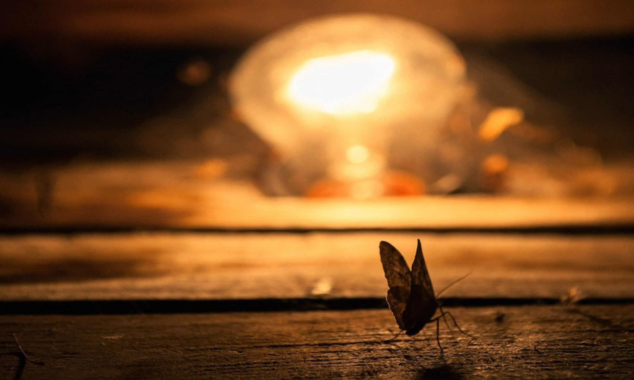A butterfly in front of a lightbulb